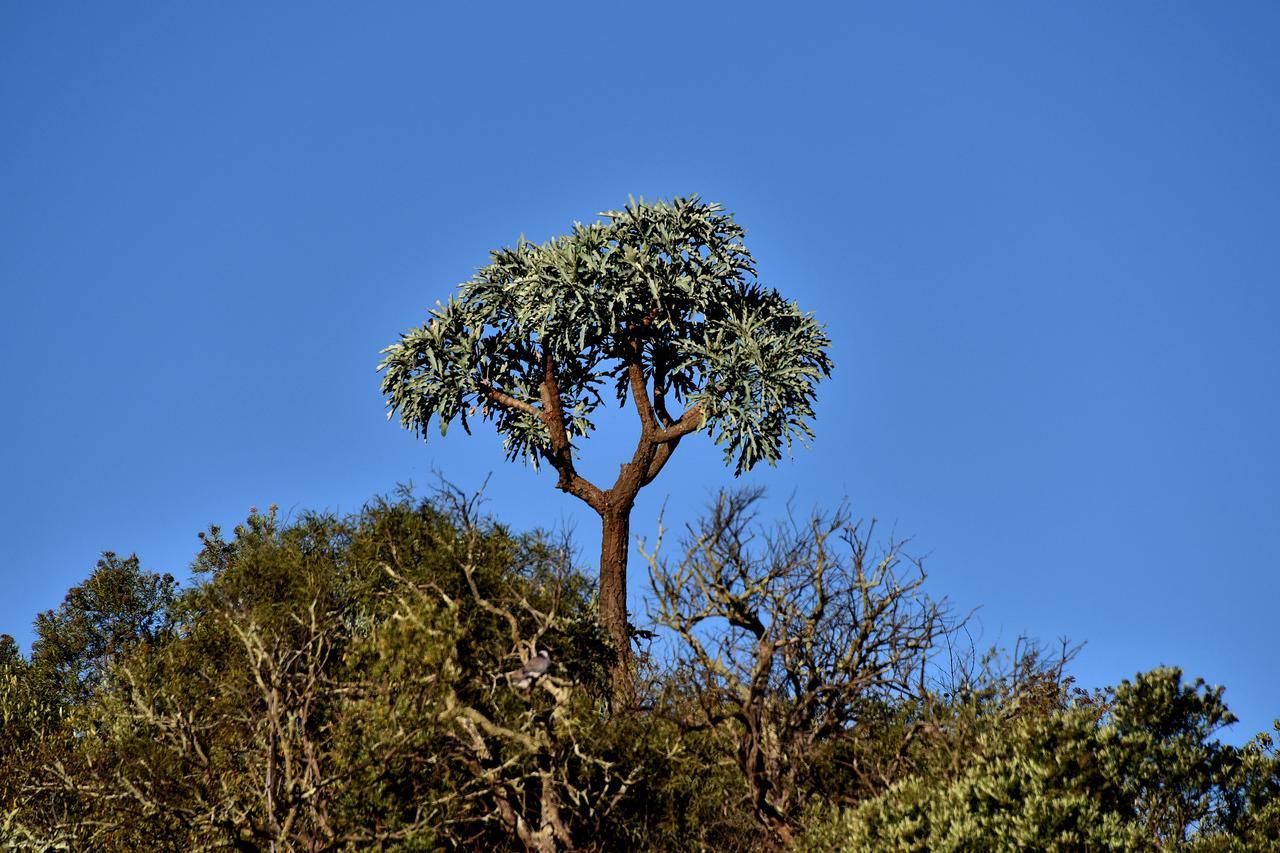 Tredenham Boutique Hotel Bloemfontein Exteriér fotografie The tree