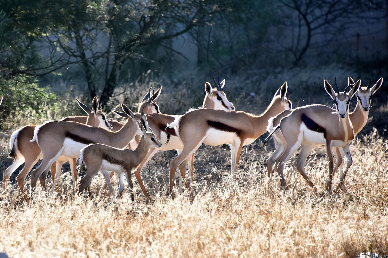 Tredenham Boutique Hotel Bloemfontein Exteriér fotografie Springbok