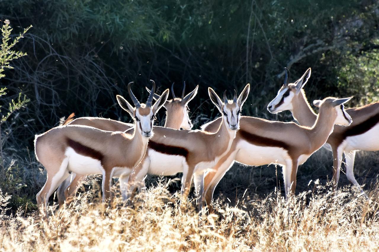 Tredenham Boutique Hotel Bloemfontein Exteriér fotografie Springbok