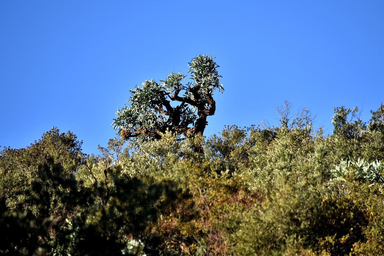 Tredenham Boutique Hotel Bloemfontein Exteriér fotografie A juniper tree in the park